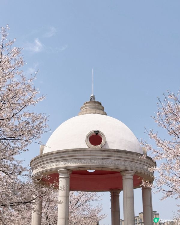 高鐵櫻花賞 • 3.5hrs去長沙 🌸📸