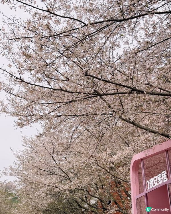 高鐵櫻花賞 • 3.5hrs去長沙 🌸📸