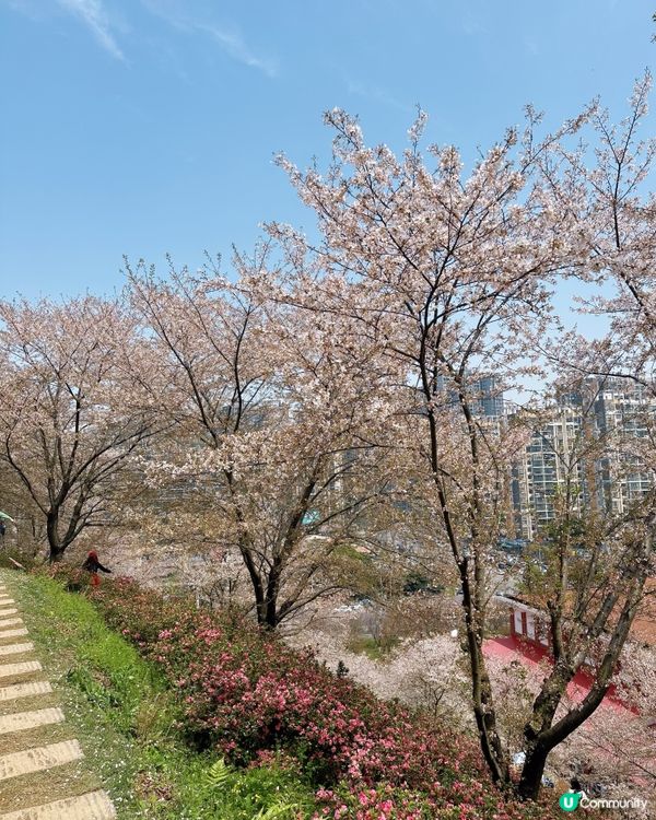 高鐵櫻花賞 • 3.5hrs去長沙 🌸📸