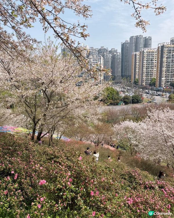 高鐵櫻花賞 • 3.5hrs去長沙 🌸📸