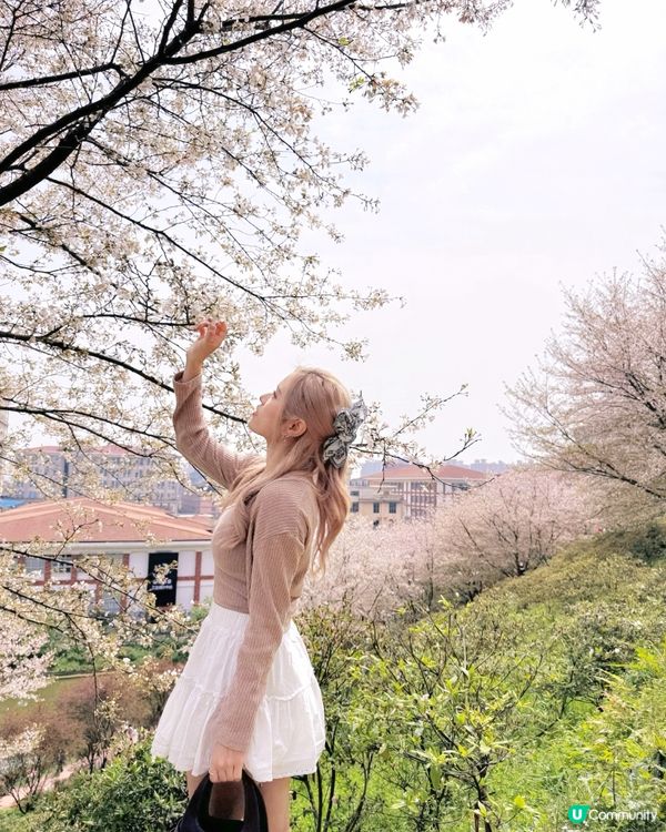 高鐵櫻花賞 • 3.5hrs去長沙 🌸📸