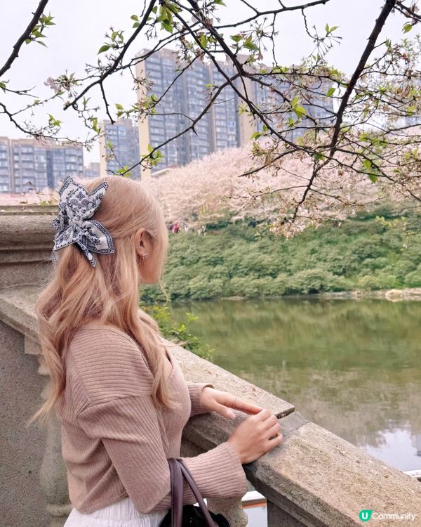 高鐵櫻花賞 • 3.5hrs去長沙 🌸📸