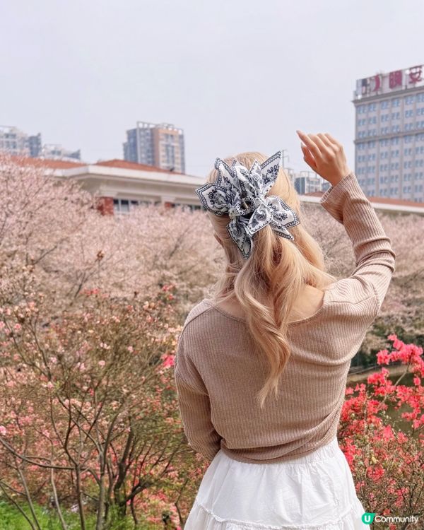 高鐵櫻花賞 • 3.5hrs去長沙 🌸📸