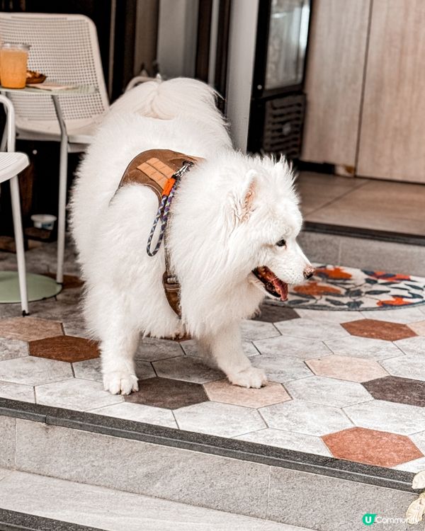 ❝ 🇭🇰大圍隱世𝘊𝘢𝘧𝘦 ˚ ༘ 可愛狗狗店長🐾 ❞