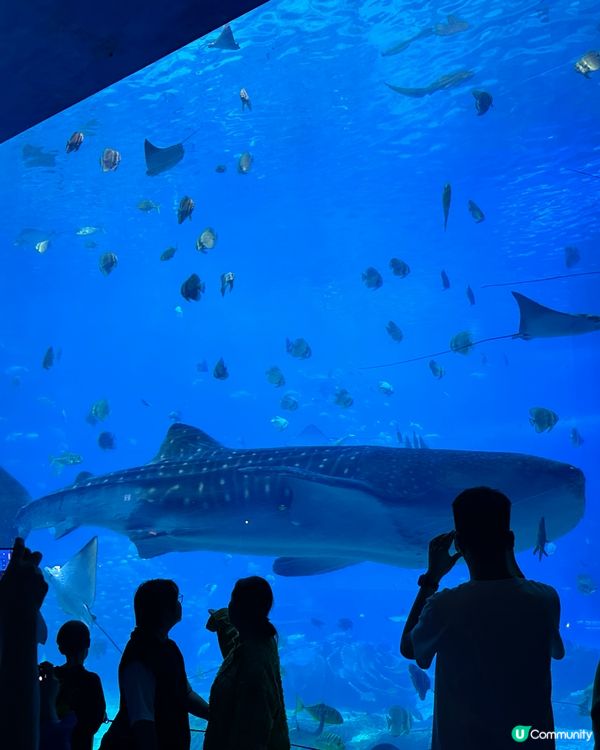 旅行緊係同屋企人去啦！