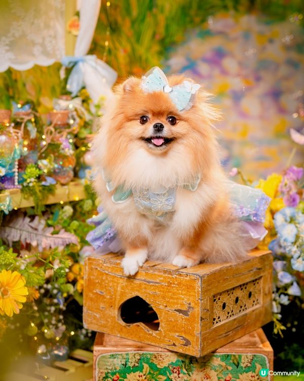 Summer影相好去處🐶📸🌊