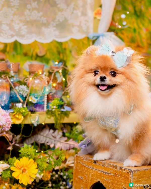 Summer影相好去處🐶📸🌊