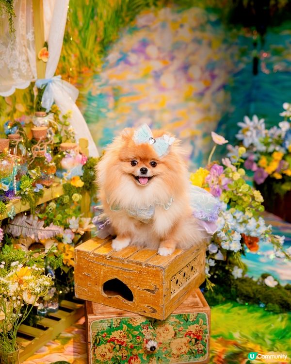 Summer影相好去處🐶📸🌊