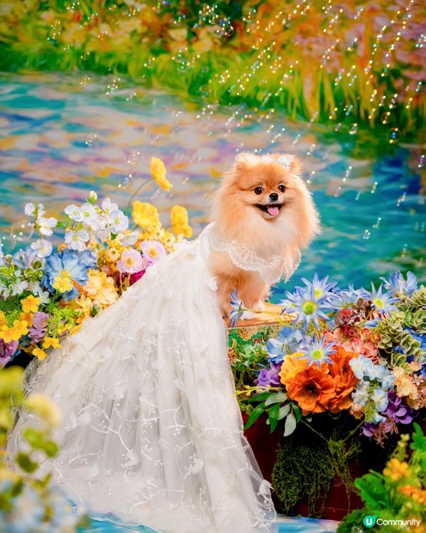 Summer影相好去處🐶📸🌊