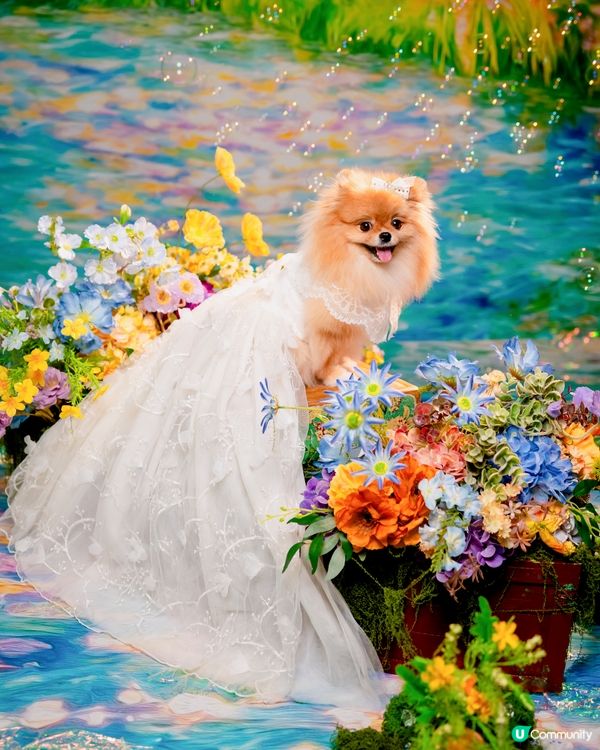 Summer影相好去處🐶📸🌊