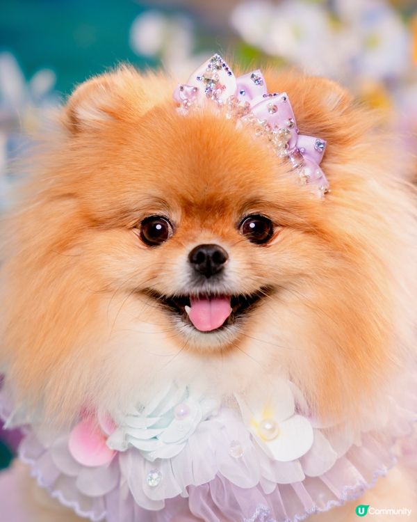 Summer影相好去處🐶📸🌊