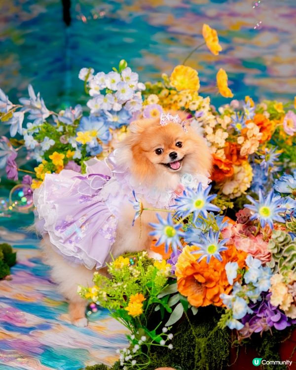 Summer影相好去處🐶📸🌊