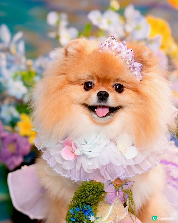 Summer影相好去處🐶📸🌊