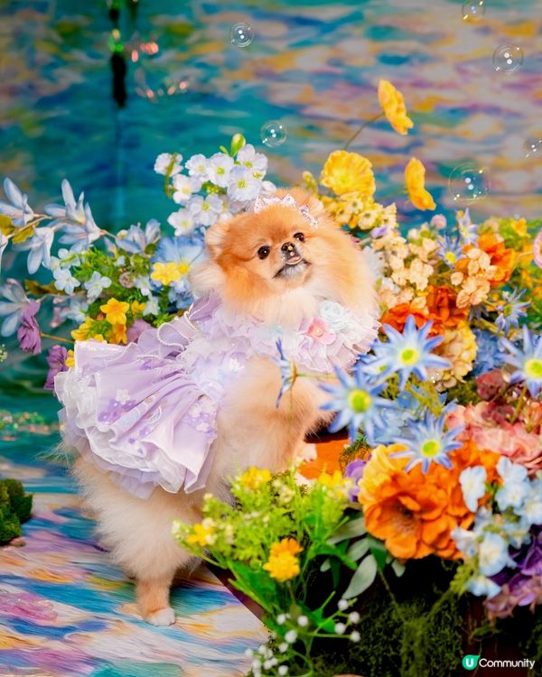 Summer影相好去處🐶📸🌊