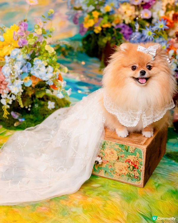 Summer影相好去處🐶📸🌊