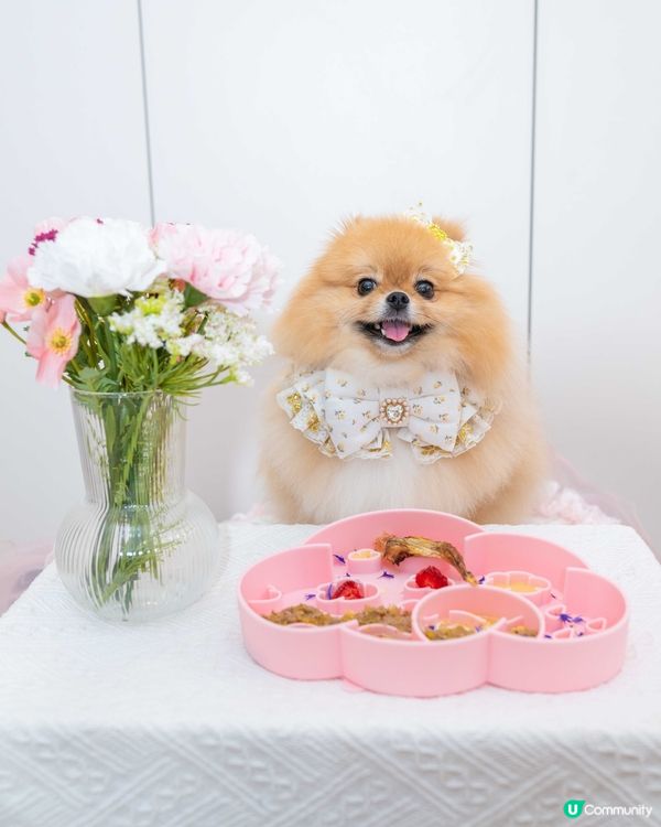 寵物食飯都要有儀式感！米蘇蘇最愛fine dining🐶🌸🥗