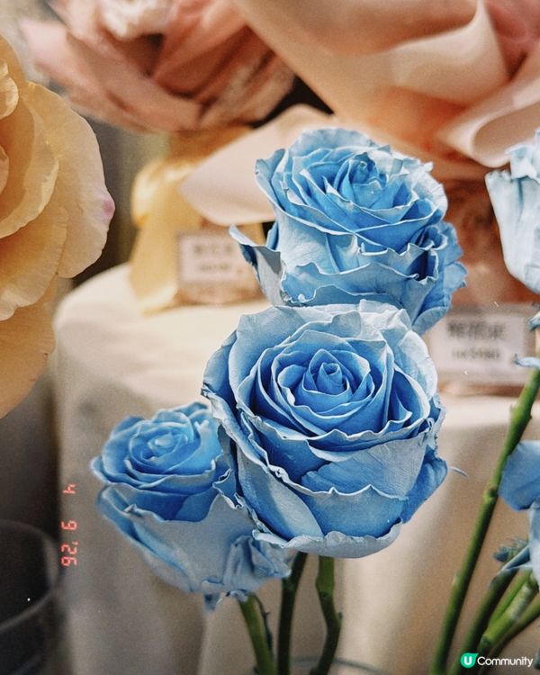 開箱盲盒驚喜🎁│生日花束絕美💐