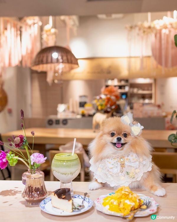 合和pet friendly打卡餐廳

合和商場掃貨🐕🌸🥤