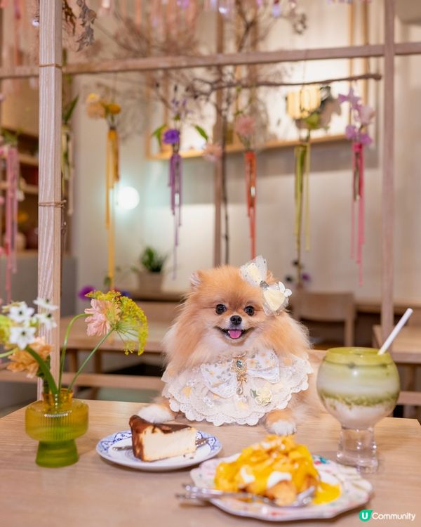 合和pet friendly打卡餐廳

合和商場掃貨🐕🌸🥤