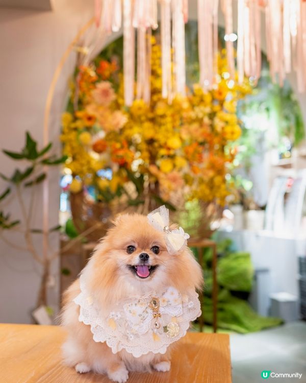 合和pet friendly打卡餐廳

合和商場掃貨🐕🌸🥤