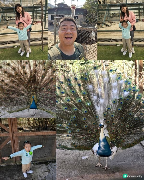 大棠有機生態園 🪵🦚🪴🛝🎠
