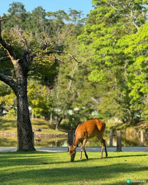 奈良公園攻略❤️免費零距離影靚相✨