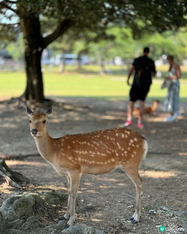 奈良公園攻略❤️免費零距離影靚相✨