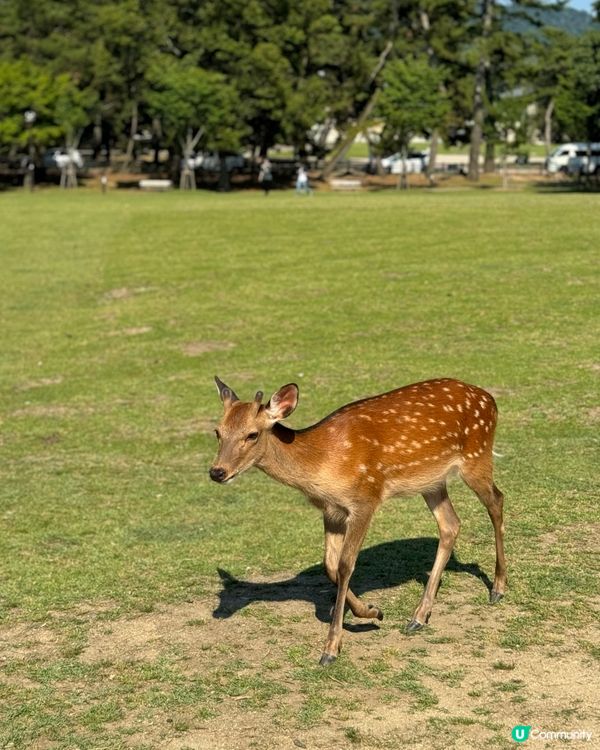 奈良公園攻略❤️免費零距離影靚相✨