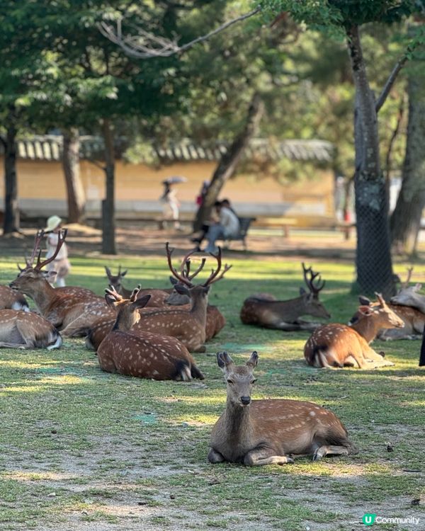 奈良公園攻略❤️免費零距離影靚相✨