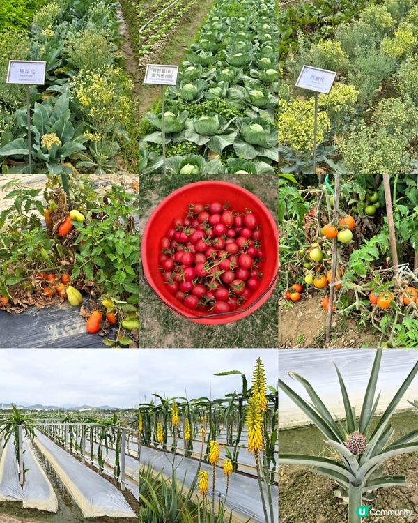 親親大自然日 🌾🍅🥦🦋🪻🐦