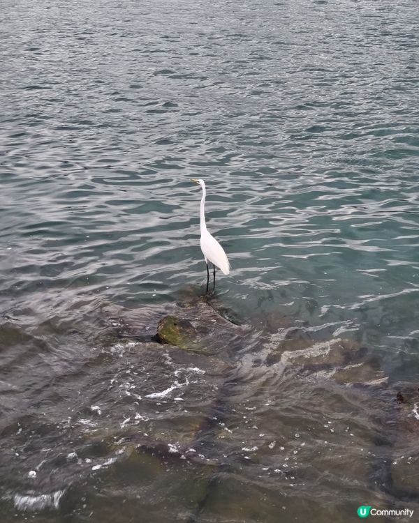 啟德海濱春日風光