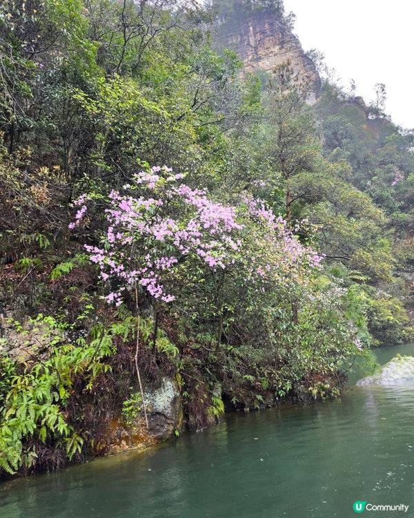 寶峰湖好治癒🏞️😌