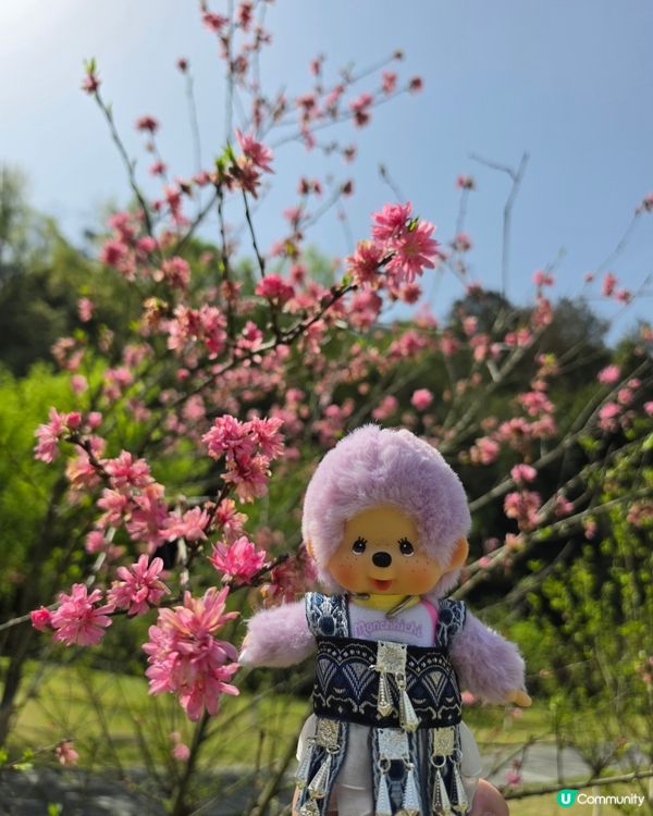 桃花源
走進課本裡的桃花源，原來真的會令人想停低腳步