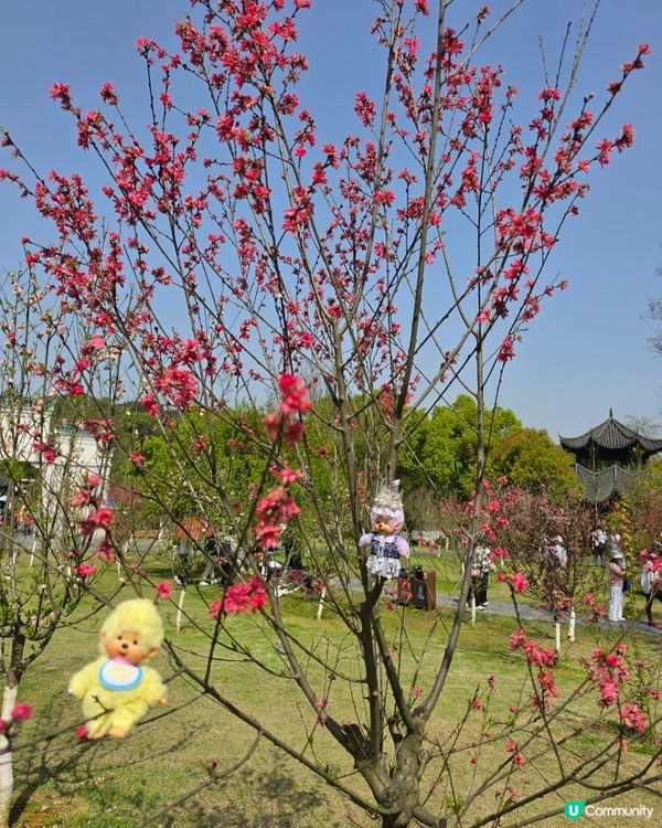 桃花源
走進課本裡的桃花源，原來真的會令人想停低腳步