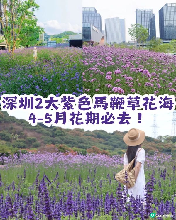 深圳2大紫色馬鞭草花海💜4-5月花期必去!