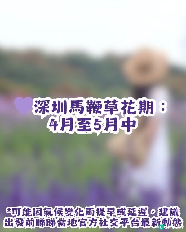 深圳2大紫色馬鞭草花海💜4-5月花期必去!