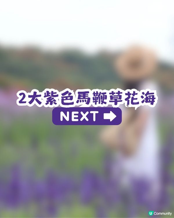 深圳2大紫色馬鞭草花海💜4-5月花期必去!