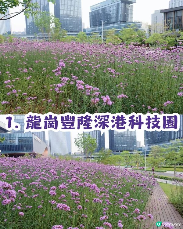 深圳2大紫色馬鞭草花海💜4-5月花期必去!