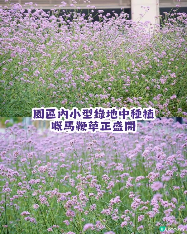 深圳2大紫色馬鞭草花海💜4-5月花期必去!