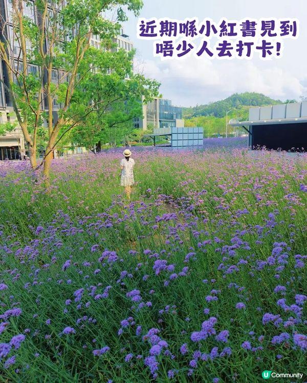 深圳2大紫色馬鞭草花海💜4-5月花期必去!