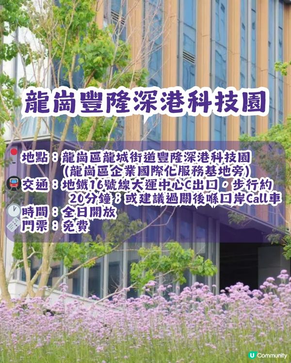 深圳2大紫色馬鞭草花海💜4-5月花期必去!