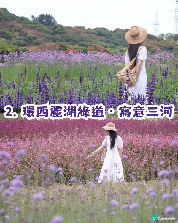 深圳2大紫色馬鞭草花海💜4-5月花期必去!