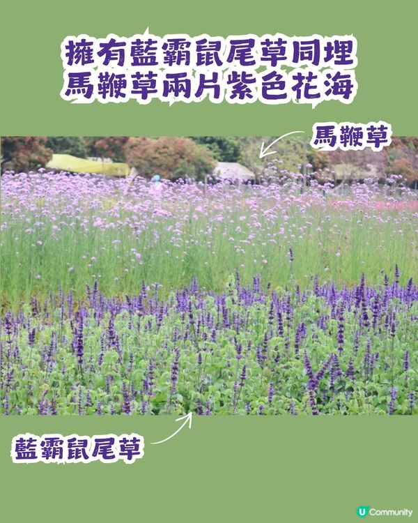 深圳2大紫色馬鞭草花海💜4-5月花期必去!