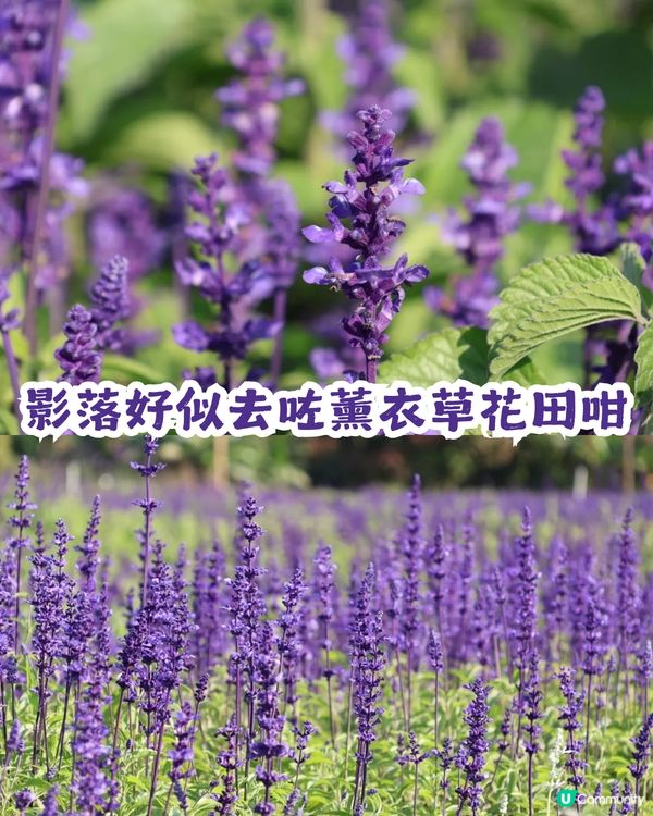 深圳2大紫色馬鞭草花海💜4-5月花期必去!