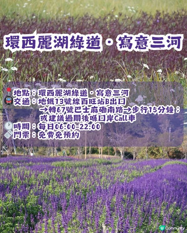 深圳2大紫色馬鞭草花海💜4-5月花期必去!