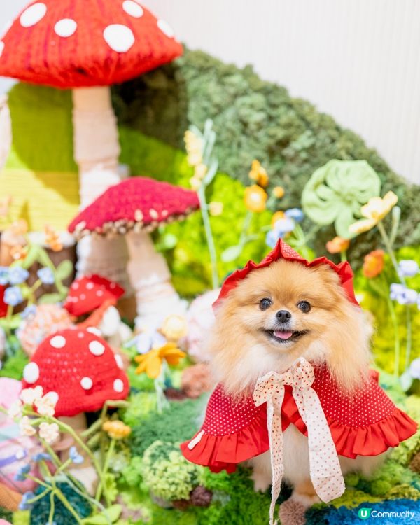 小紅帽米蘇蘇遊森林