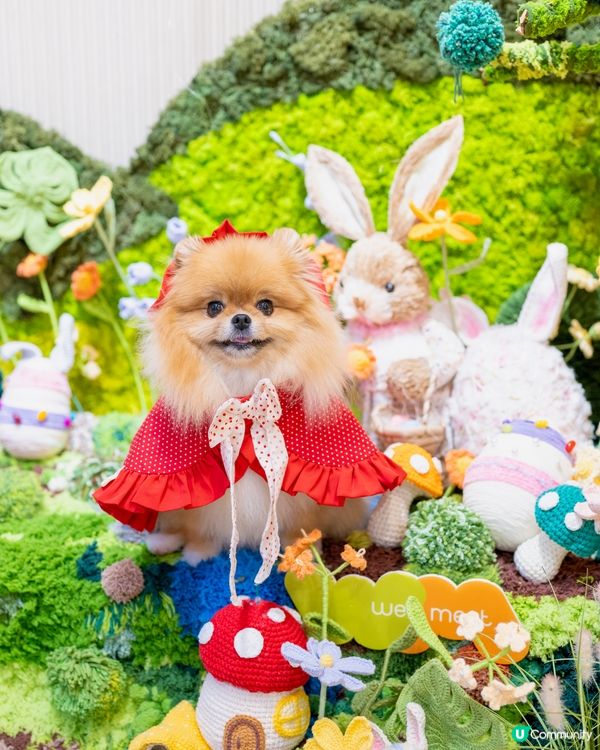 小紅帽米蘇蘇遊森林