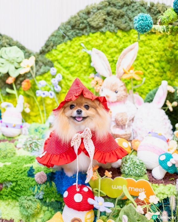 小紅帽米蘇蘇遊森林