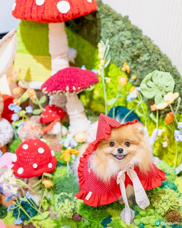 小紅帽米蘇蘇遊森林