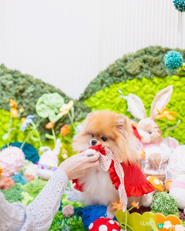 小紅帽米蘇蘇遊森林